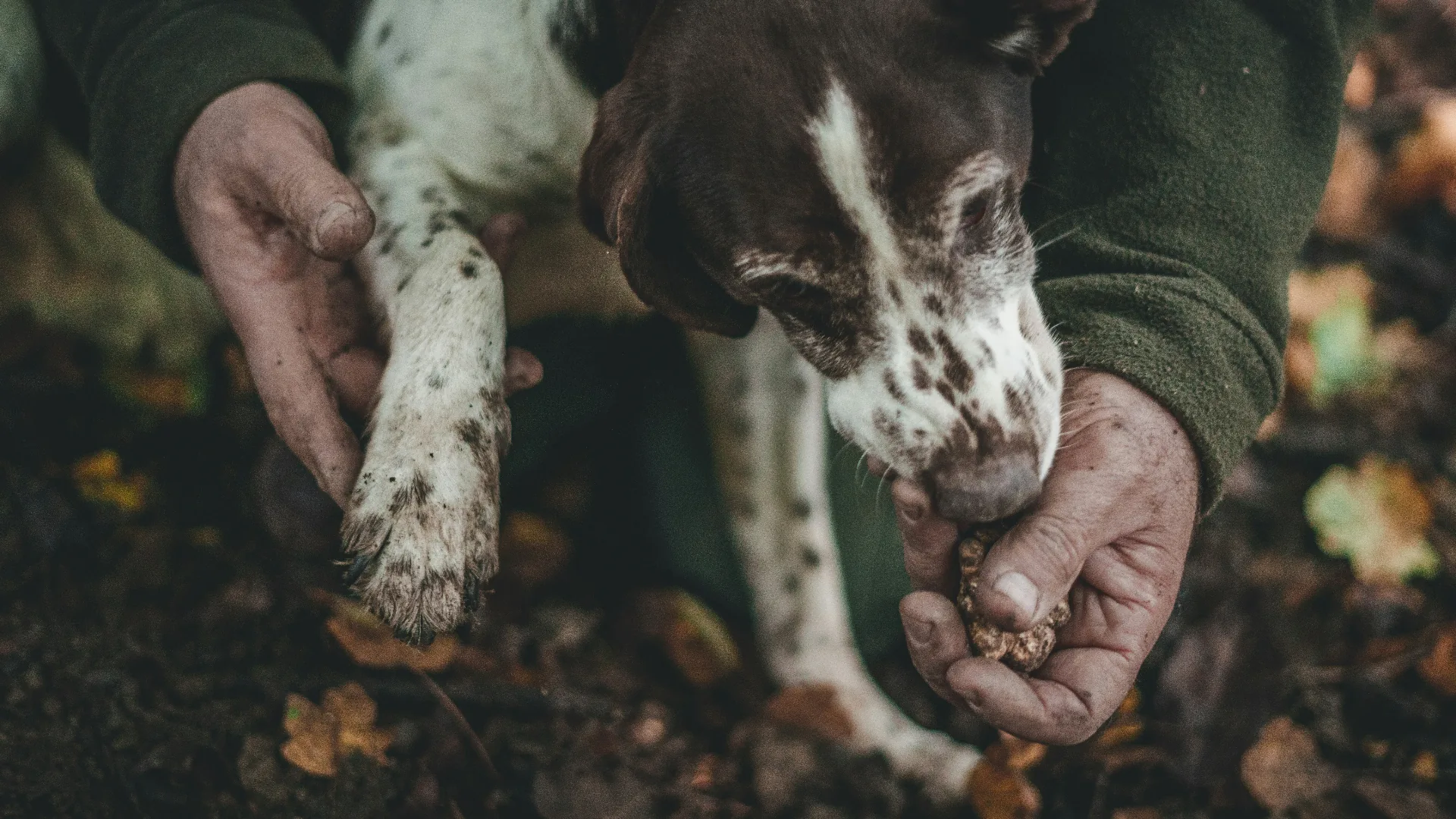 Truffle hunting dog in the Langhe