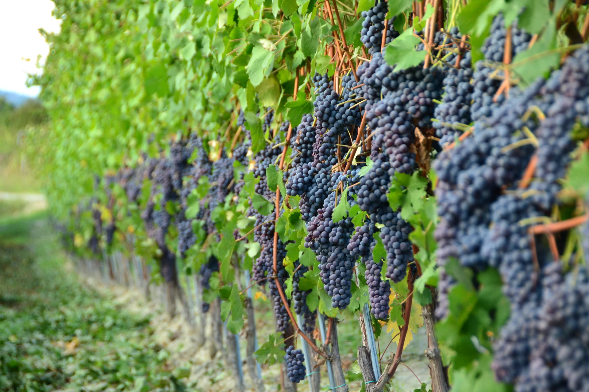 Vineyard grapes in the Langhe